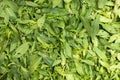 Fresh mint leaves close-up. Preparation for drying. Summer harvest Royalty Free Stock Photo