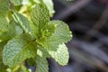 Fresh mint leaves in detail - spearmint fresh leaves close up Royalty Free Stock Photo