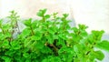 fresh mint leaves free stock images free download