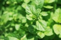 Fresh mint leaves growing on a garden bed. Royalty Free Stock Photo