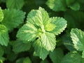 Fresh mint leaves growing in the garden. Green fresh leaves of mint. Mint leaf texture. Royalty Free Stock Photo