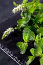 Fresh mint leaves herb on stone table. Top view with copy space. Royalty Free Stock Photo