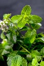 Fresh mint leaves herb on stone table. Top view with copy space. Royalty Free Stock Photo