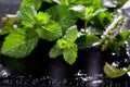 Fresh mint leaves herb on stone table. Top view with copy space. Royalty Free Stock Photo