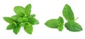 fresh mint leaves isolated on white background. Set or collection Royalty Free Stock Photo