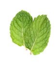 Fresh mint leaves isolated on white background. Studio macro