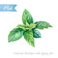 Fresh mint leaves isolated on white watercolor illustration