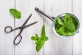 Fresh mint leaves in an old drainer