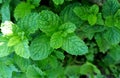 Fresh mint leaves and plant background Royalty Free Stock Photo