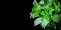 Fresh mint leaves, mint plant growing background, on a black background. Green fresh mint leaves.Texture of mint leaves, macro,