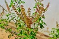 Fresh mint leaves/mint plant in the pot,Fresh green basil growing in a brown pot,The Sacred Tulsi,Tulsi or The Holy Basil flowers Royalty Free Stock Photo