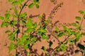 Fresh mint leaves/mint plant in the pot,Fresh green basil growing in a brown pot,The Sacred Tulsi,Tulsi or The Holy Basil flowers Royalty Free Stock Photo