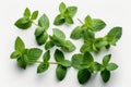 fresh mint leaves with real transparent shadow isolated on white background. Generative AI.