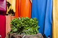 Fresh mint leaves sold on the market with colorful leathers as the background, Fes, Morocco, Africa Royalty Free Stock Photo