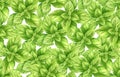 Fresh mint leaves and stems isolated on white seamless background, top view. Close up of peppermint. Spice medical and