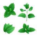 Fresh mint leaves. Vector illustration. Royalty Free Stock Photo