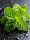 Fresh mint leaves with water droplets on a dark surface. Royalty Free Stock Photo