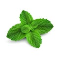 fresh mint leaves on a white background Royalty Free Stock Photo