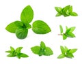 Fresh mint and melissa leaves Royalty Free Stock Photo