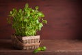 Fresh mint Peppermint herb in a pot Royalty Free Stock Photo