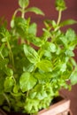 Fresh mint Peppermint herb in a pot Royalty Free Stock Photo