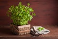 Fresh mint Peppermint herb in a pot Royalty Free Stock Photo