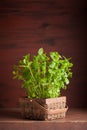 Fresh mint Peppermint herb in a pot Royalty Free Stock Photo