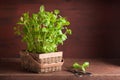 Fresh mint Peppermint herb in a pot Royalty Free Stock Photo