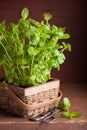 Fresh mint Peppermint herb in a pot Royalty Free Stock Photo