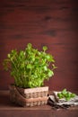 Fresh mint Peppermint herb in a pot Royalty Free Stock Photo