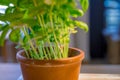 Fresh mint Peppermint herb in a pot closeup Royalty Free Stock Photo