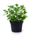 Fresh mint plant in a black pot Royalty Free Stock Photo