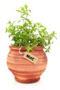 Fresh mint plant Royalty Free Stock Photo