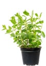 Fresh Mint plant in a flower pot Royalty Free Stock Photo