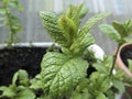 Fresh mint plant