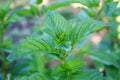 Mint plant growing in the garden. Royalty Free Stock Photo