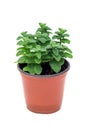 Fresh mint plant growing in a pot, apple mint, isolated on white Royalty Free Stock Photo