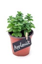 Fresh mint plant growing in a pot with chalk board, apple mint, isolated on white Royalty Free Stock Photo