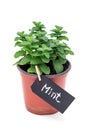 Fresh mint plant growing in a pot with chalk board, apple mint, isolated on white Royalty Free Stock Photo