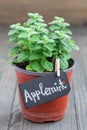 Fresh mint plant growing in pot on wooden table, apple mint, vertical Royalty Free Stock Photo