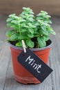 Fresh mint plant growing in pot on wooden table, apple mint, vertical Royalty Free Stock Photo