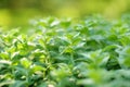 Fresh mint plant growing at vegetable garden on sunny summer day. Green melissa leaves Royalty Free Stock Photo