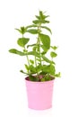 Fresh mint plant in pink pot Royalty Free Stock Photo