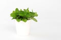 fresh mint plant in pot isolate on white Royalty Free Stock Photo