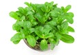 Fresh mint plant in a pot isolated on white background. top view Royalty Free Stock Photo