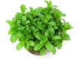 Fresh mint plant in a pot isolated on white background. top view Royalty Free Stock Photo