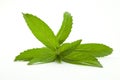 Fresh mint plant on white background Royalty Free Stock Photo