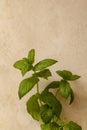 Fresh mint plant