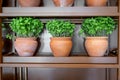 Fresh mint plants growing in the clay pots at home, cooking ingredient, aromatic seasoning