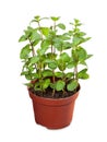 Fresh Mint Pot Plant Isolated on white background Royalty Free Stock Photo